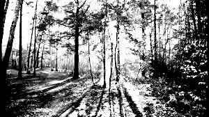 Осень седая бежит по земле