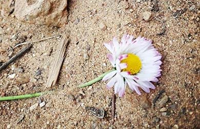 Маргаритка на песке
