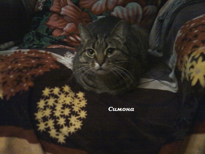 В моем доме живет кошка