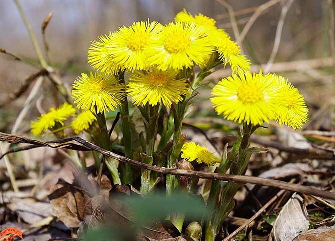 Мать и мачеха