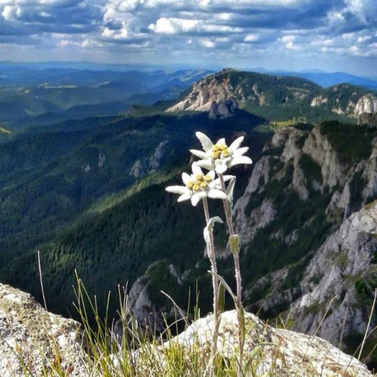 Эдельвейс цветок Алтай