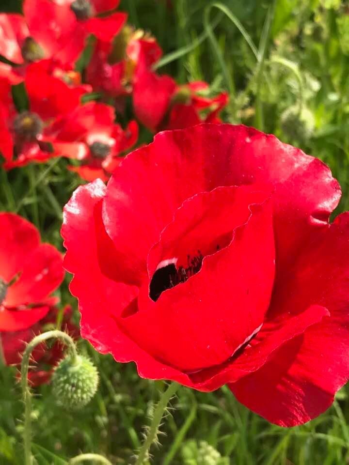 Позову в луга