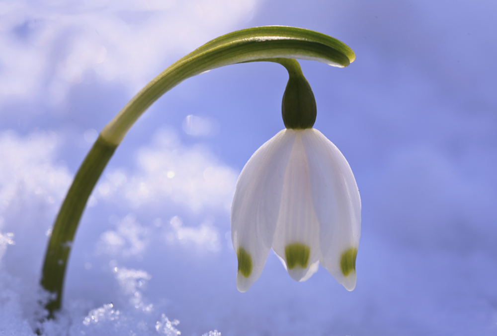 Ну вот и вспомнила зима