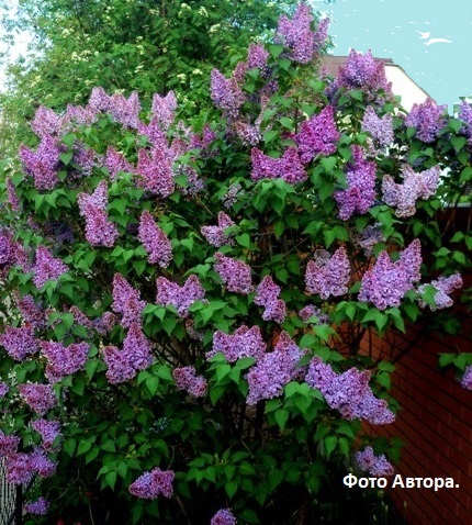 В моём сердце одна