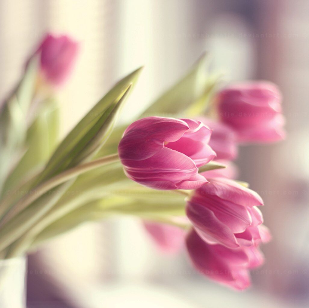 Весеннее благодарю. Нежные тюльпаны. Весенние тюльпаны. Нежные весенние цветы. Тюльпаны открытка.