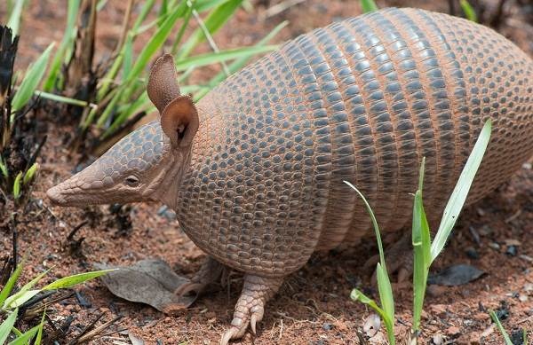 Божьи создания