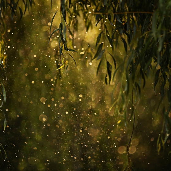 Шорох дождя