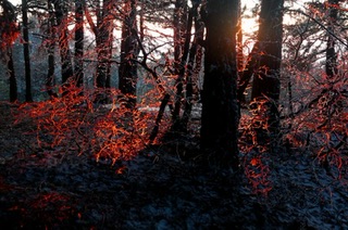 Новогодняя ночь в подмосковном лесу