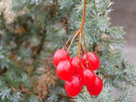 Искорки 3. Веселинка Стойкович