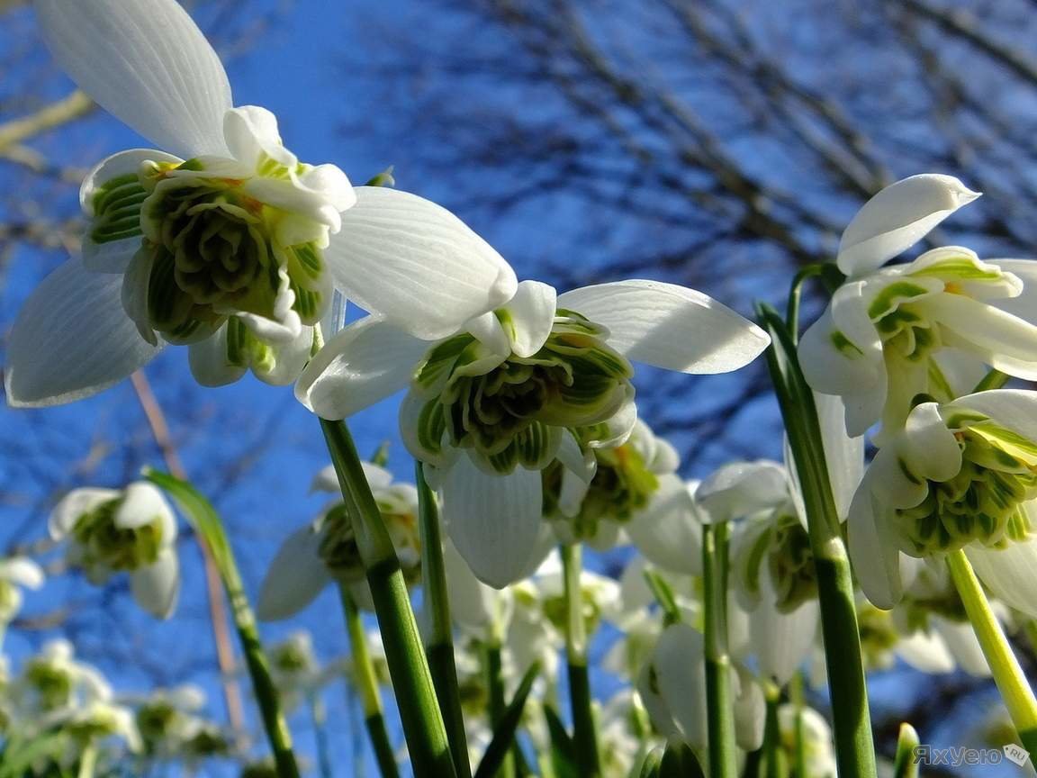 Скоро с нами простится зима...