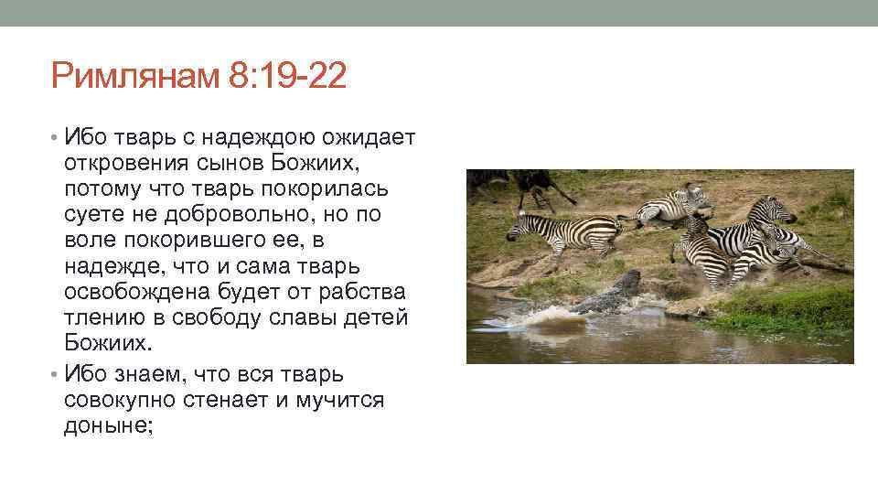 Творение стенает