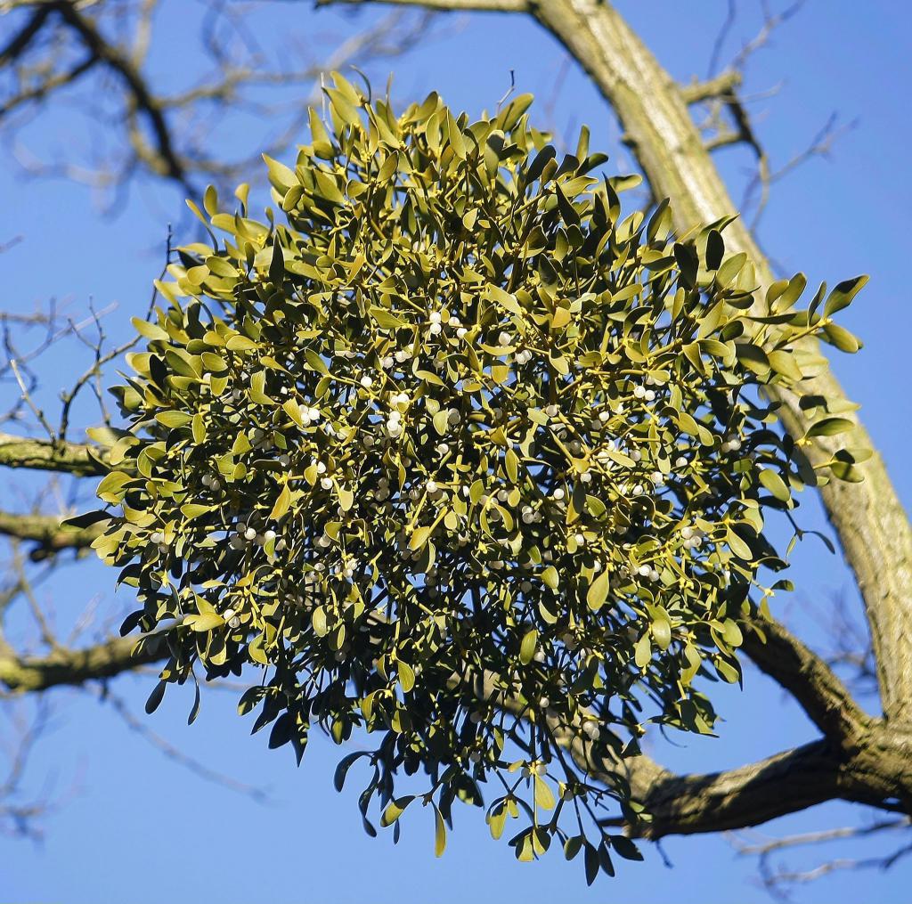 "Viscum Album" Images - Browse 146,322 Stock Photos, Vectors, and Video Adobe St