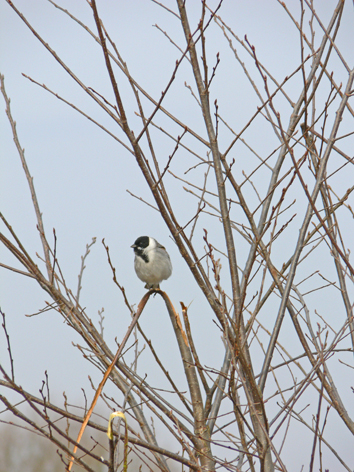 Я не струшу гордиться стихами