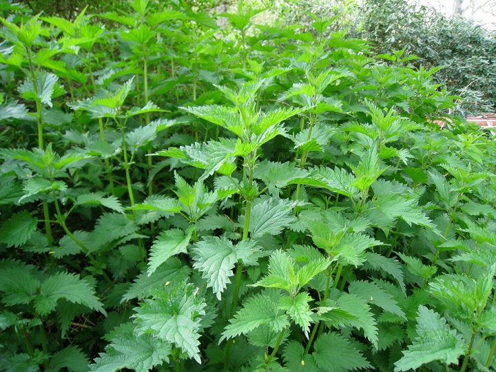 Твоя любовь - крапива