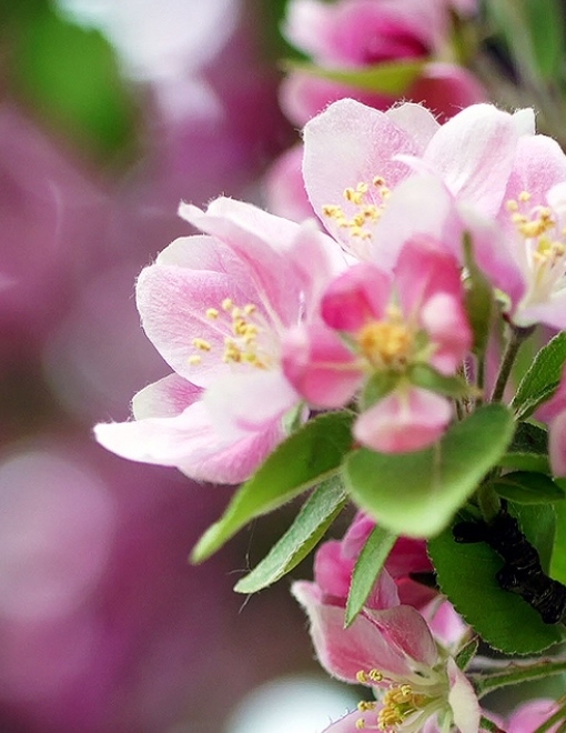 Я падаю в май