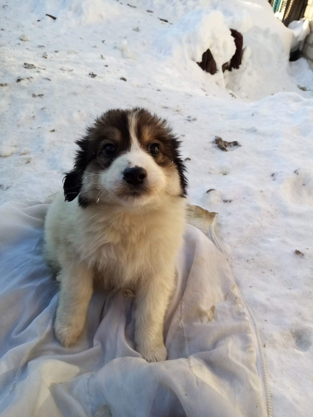 Ну, раз - Боксёр, так будем - мы, друзьями!