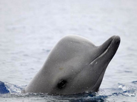 Бутылконос