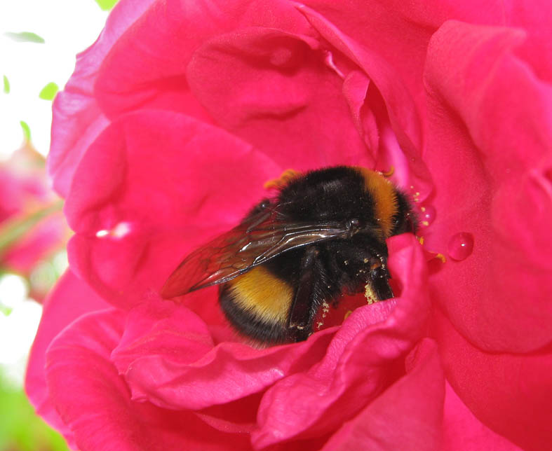 Легкомысленный ветер