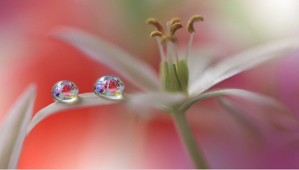 Лилия... из давних