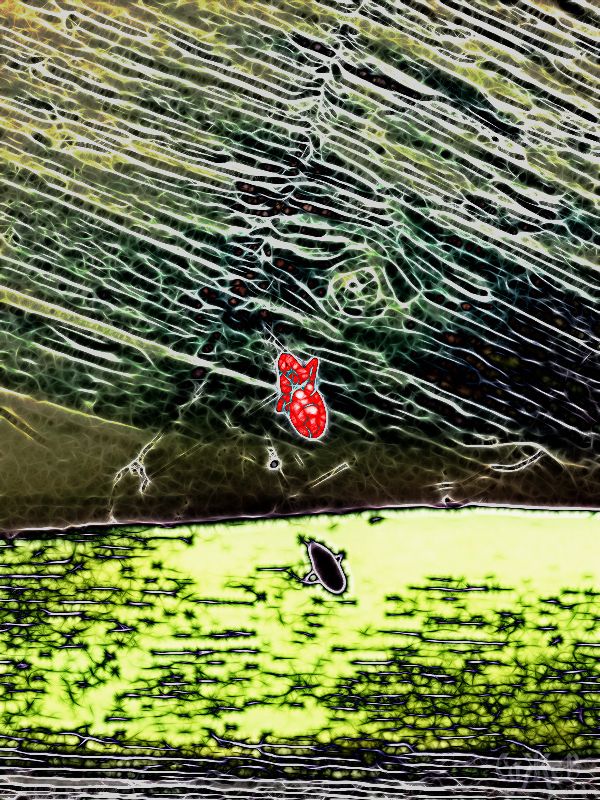 Настенность