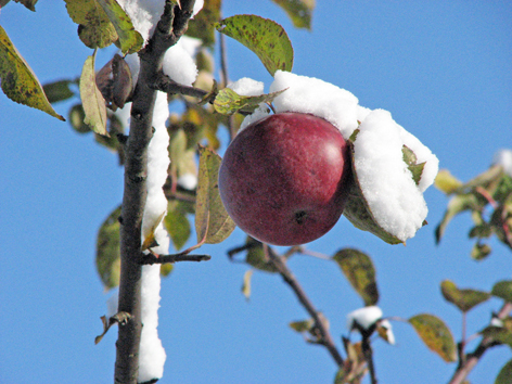 Последний герой