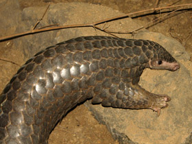 Панголин. Алфавит детский. Буква П. Млекопитающие