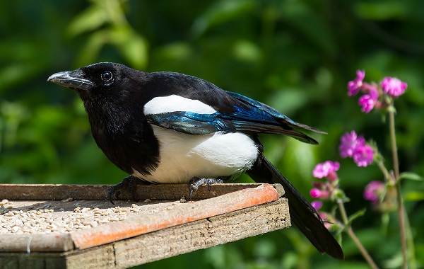 Сорока купалась в снегу февраля