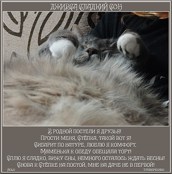 Дживса сладкий сон