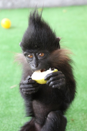 Мангобеи. Алфавит детский. Буква М. Млекопитающие