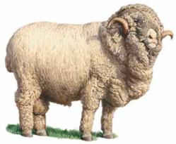 Мериносы. Алфавит детский. Буква М. Парнокопытные