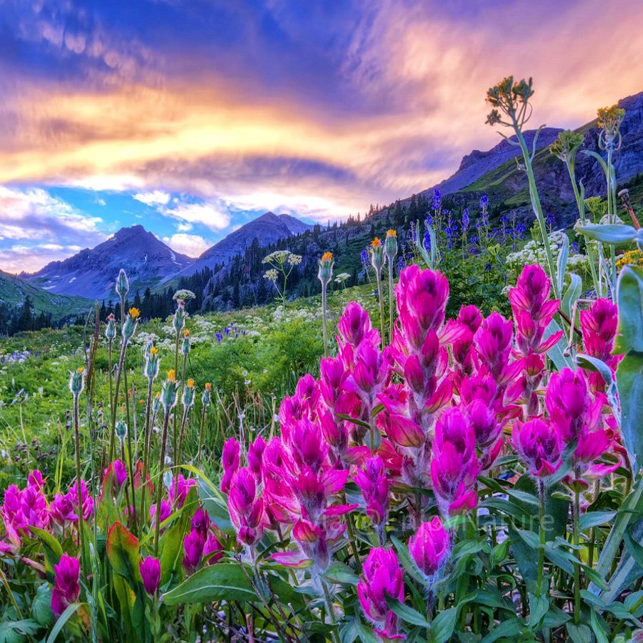 Flowers valley. Цветочная Долина. Индийский парк «Долина цветов». Долина с цветами. Долина цветов в горах.