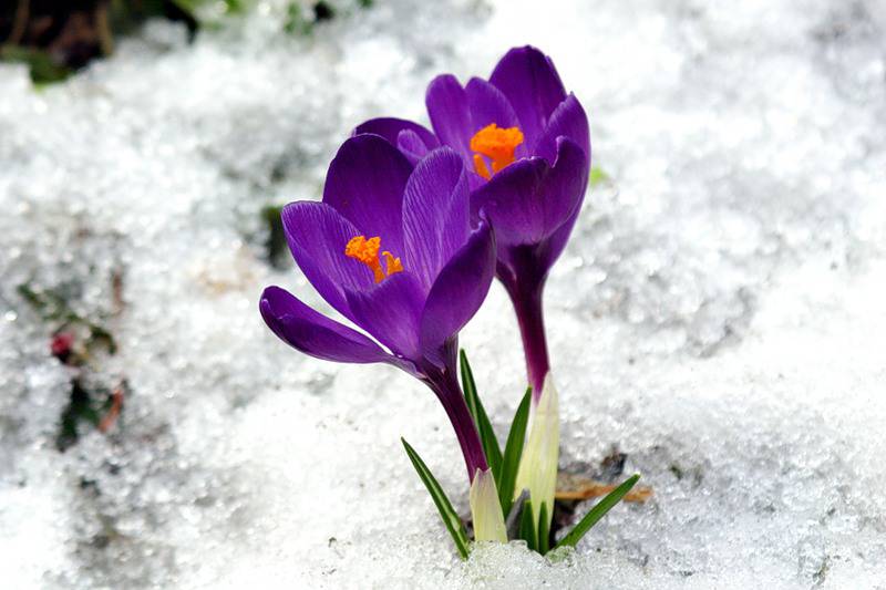 Весну дарит нам февраль