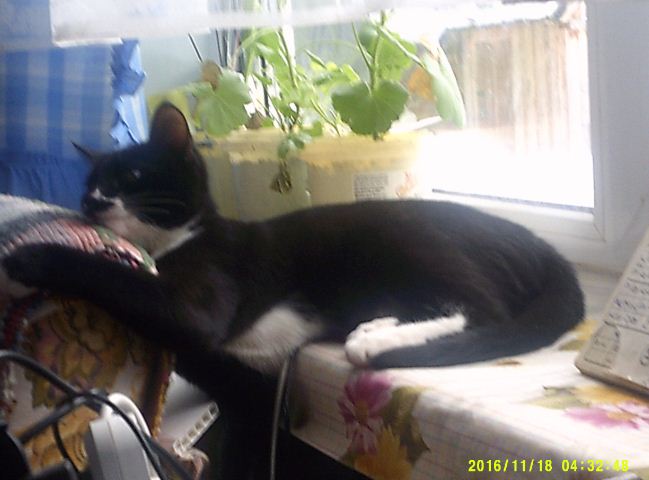 Кошка на окошке