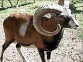 Муфлон. Алфавит детский. Буква М. Млекопитающие