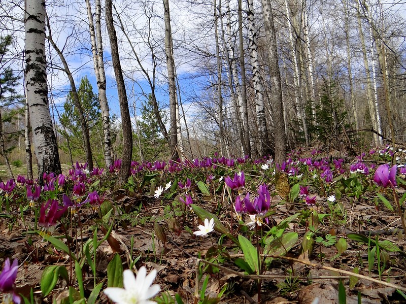 Скоро весна и зацветут цветы...