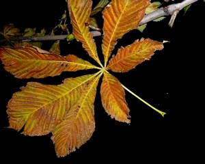 Ну что ж ты, милый, натворил?