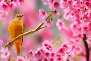 много хокку