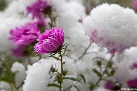 Взбудоражил ветер давеча...