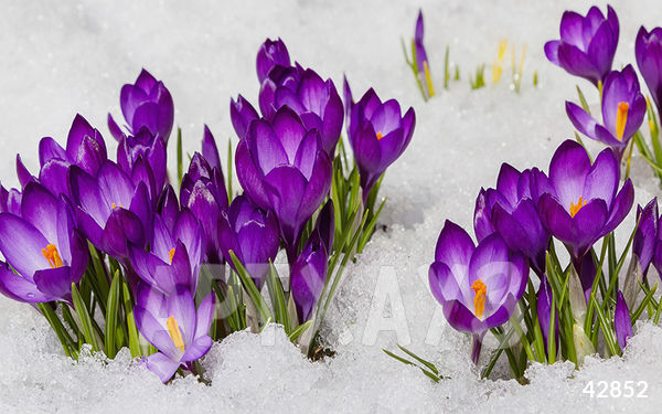 Февраль на исходе