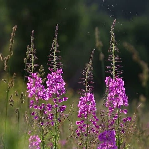 Кипрея запах плыл в краю родном