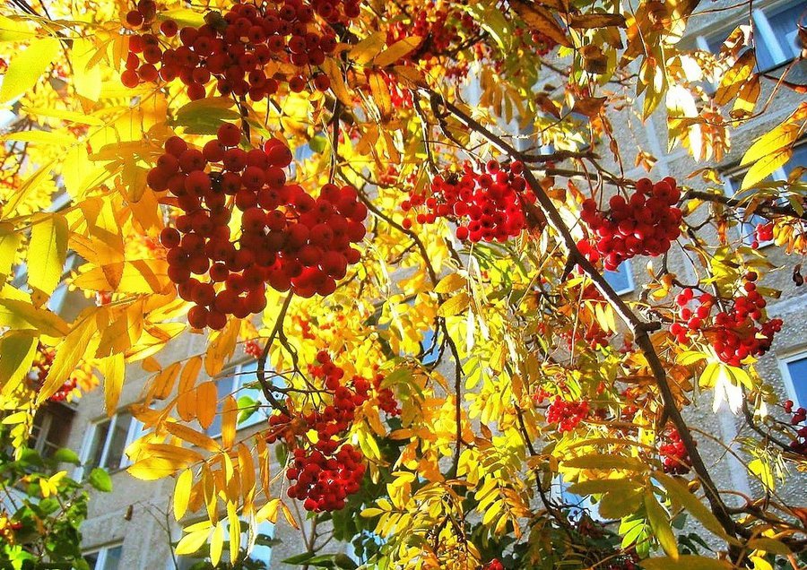 Скоро осень