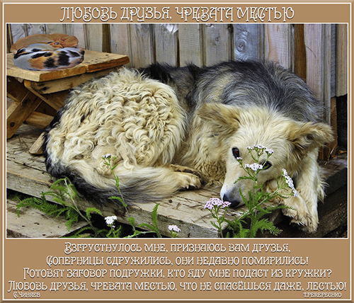 Любовь друзья, чревата местью