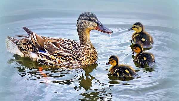 На пруду (Анна Анкудинова) / Стихи.ру