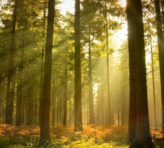 беглянка. Из старых произведений. 13. 08. 2007 изм