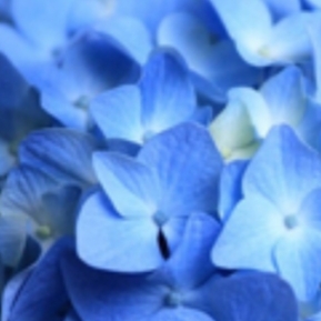 Куст гортензии голубой