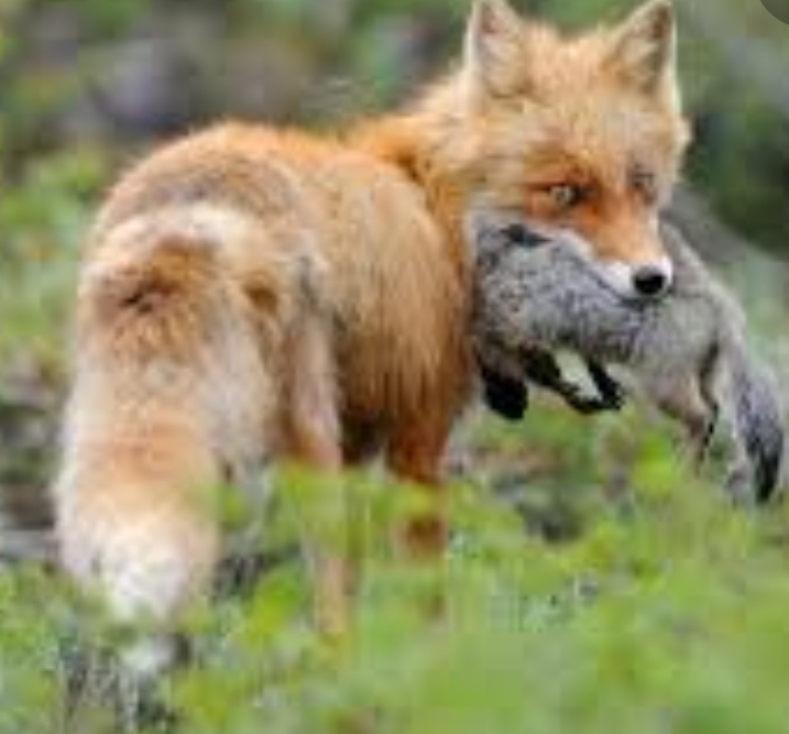 басня о непослушном зайке