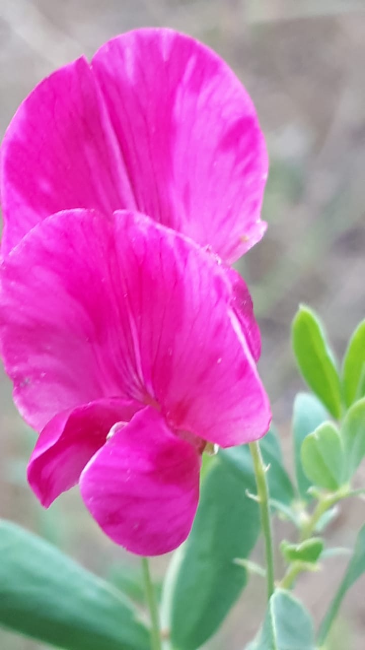 Всем женщинам! Весною пожелание