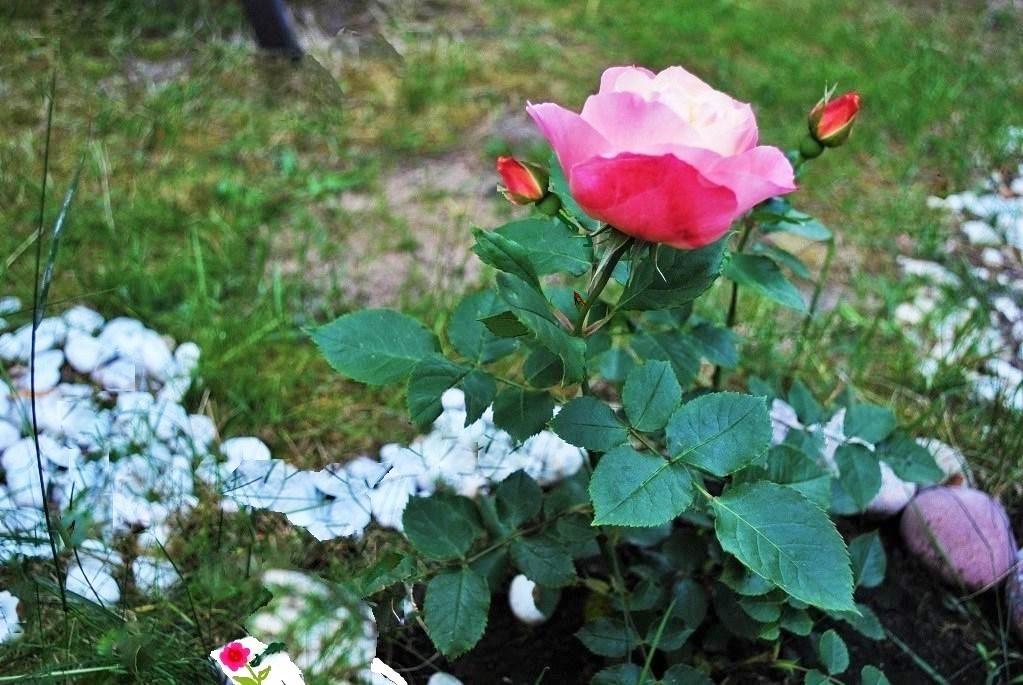 Розочка с шипом