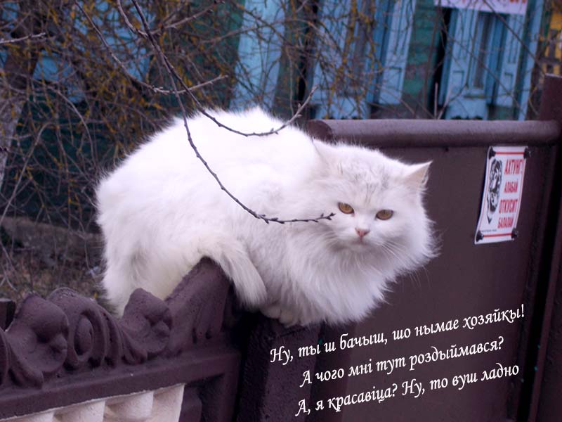 Раз ты став уv бородатыj,