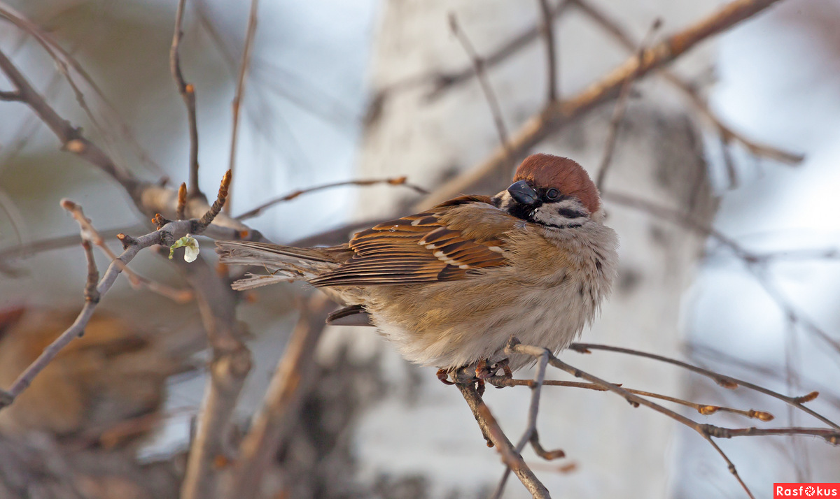 Воробей на ветке. Домовый воробей. Воробей чирикает. Воробей зима. Птица которая чирикает.